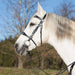 Kieffer Isabella Spanish Snaffle Bridle product photo