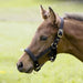Kieffer Nylon Foal Halter product photo