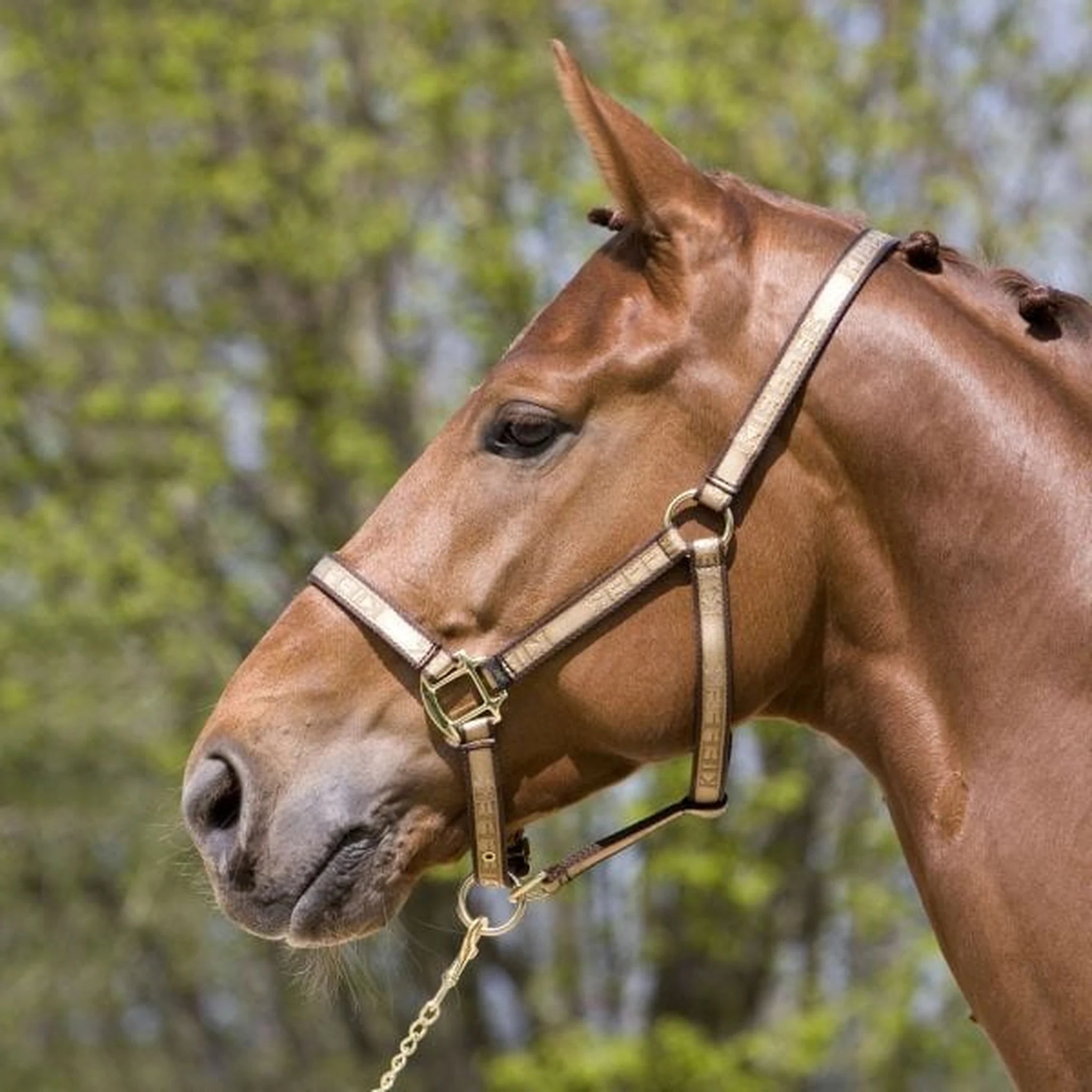 Kieffer Classic Nylon Halter product photo