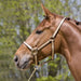 Kieffer Classic Nylon Halter product photo