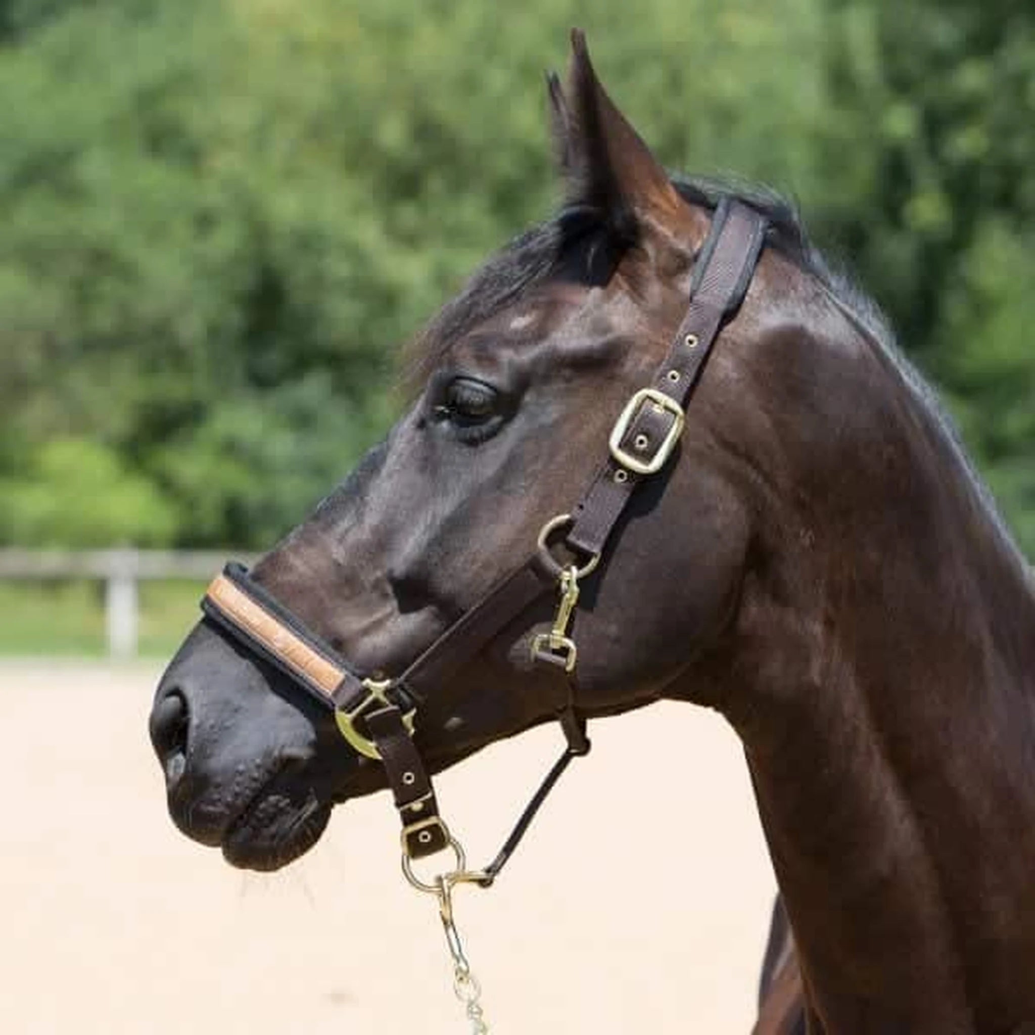 Kieffer Nylon Halter - Collection product photo