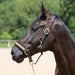 Kieffer Nylon Halter - Collection product photo