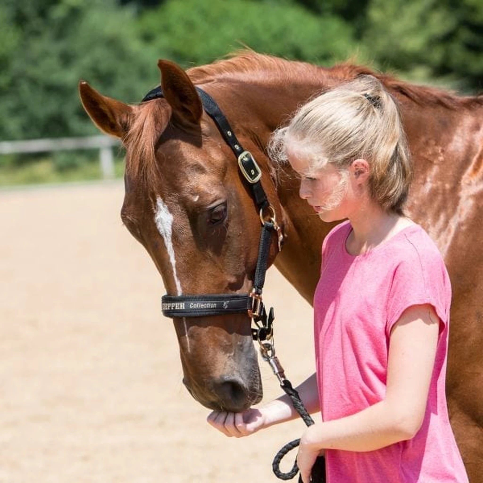 Kieffer Nylon Halter - Collection product photo
