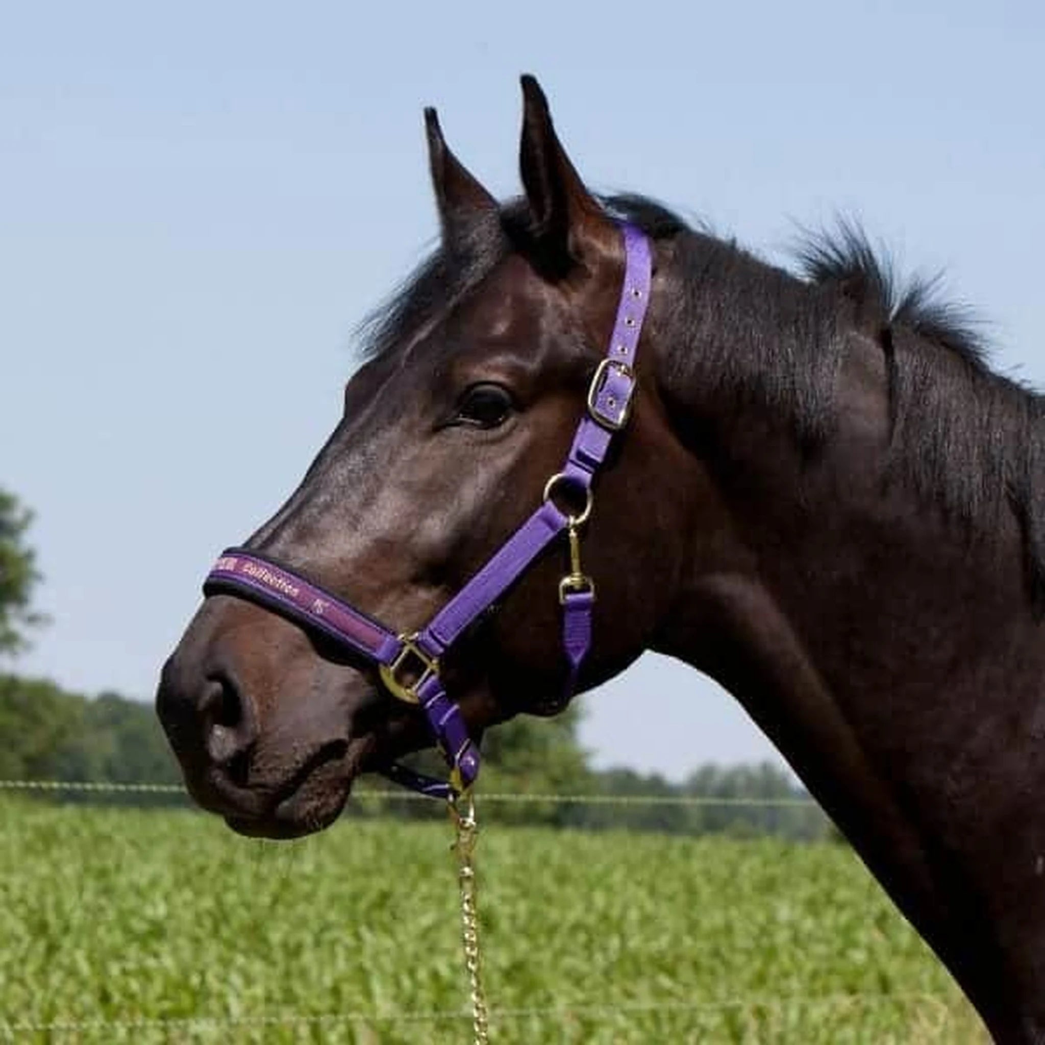 Kieffer Nylon Halter - Collection product photo