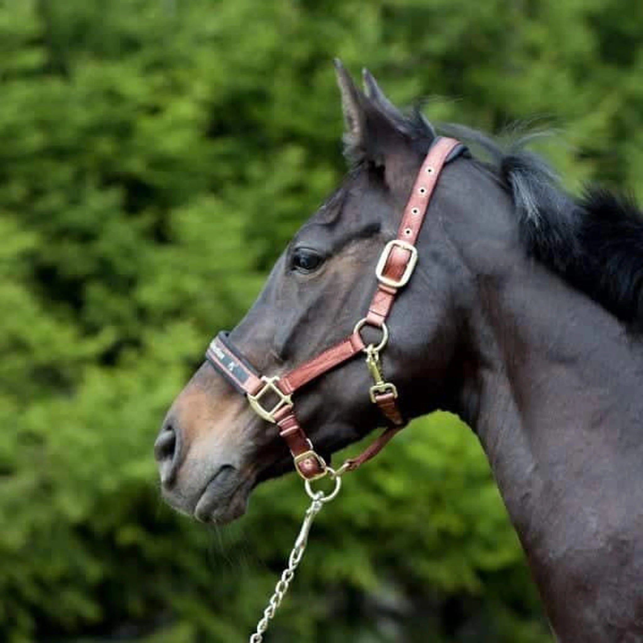 Kieffer Nylon Halter - Collection product photo