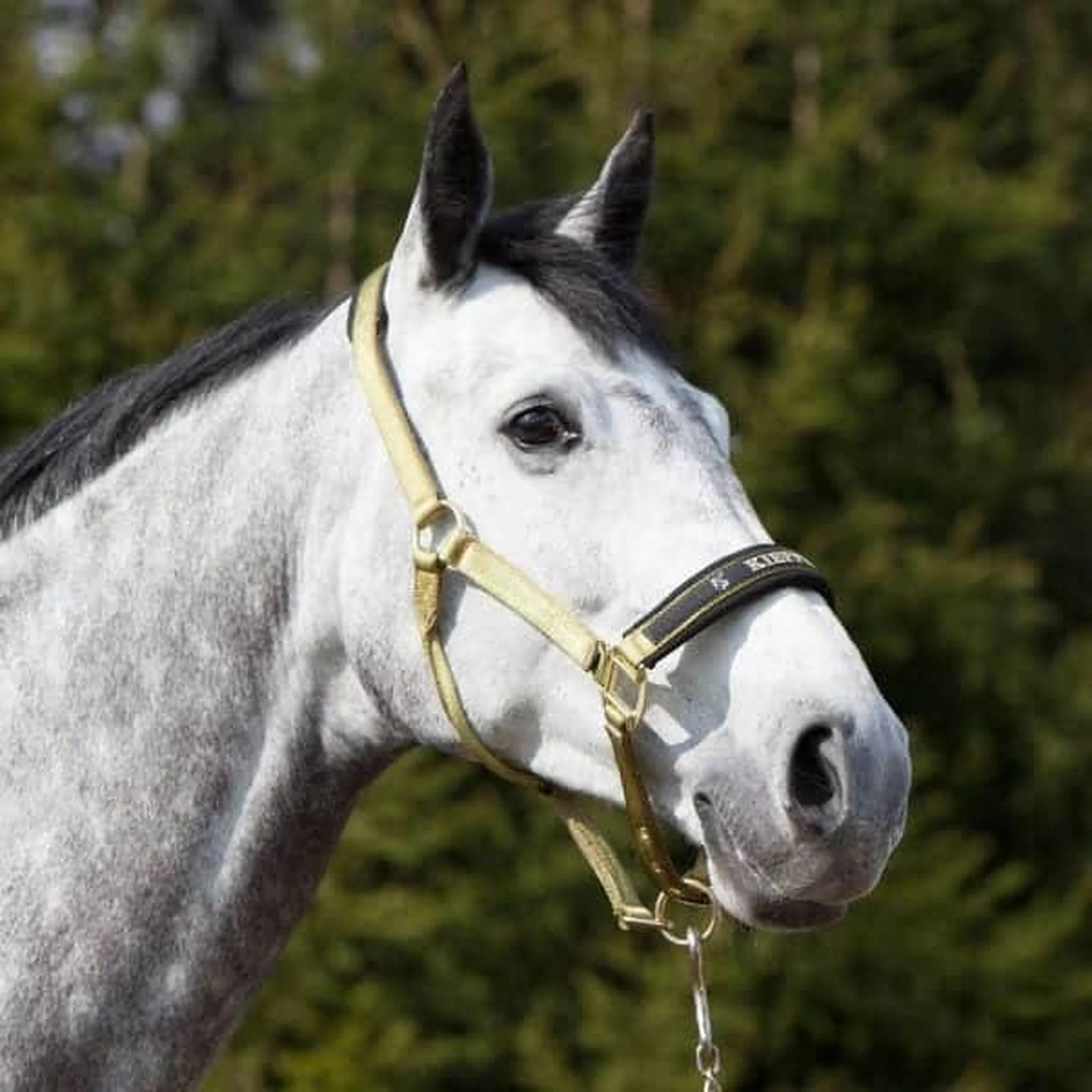 Kieffer Nylon Halter - Collection product photo