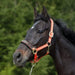 Kieffer Nylon Halter - Collection product photo