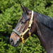 Kieffer Nylon Halter - Collection product photo