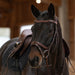Kieffer Palmanova Snaffle Bridle product photo