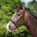 Kieffer Paris double bridle worn by a bay horse outdoors.