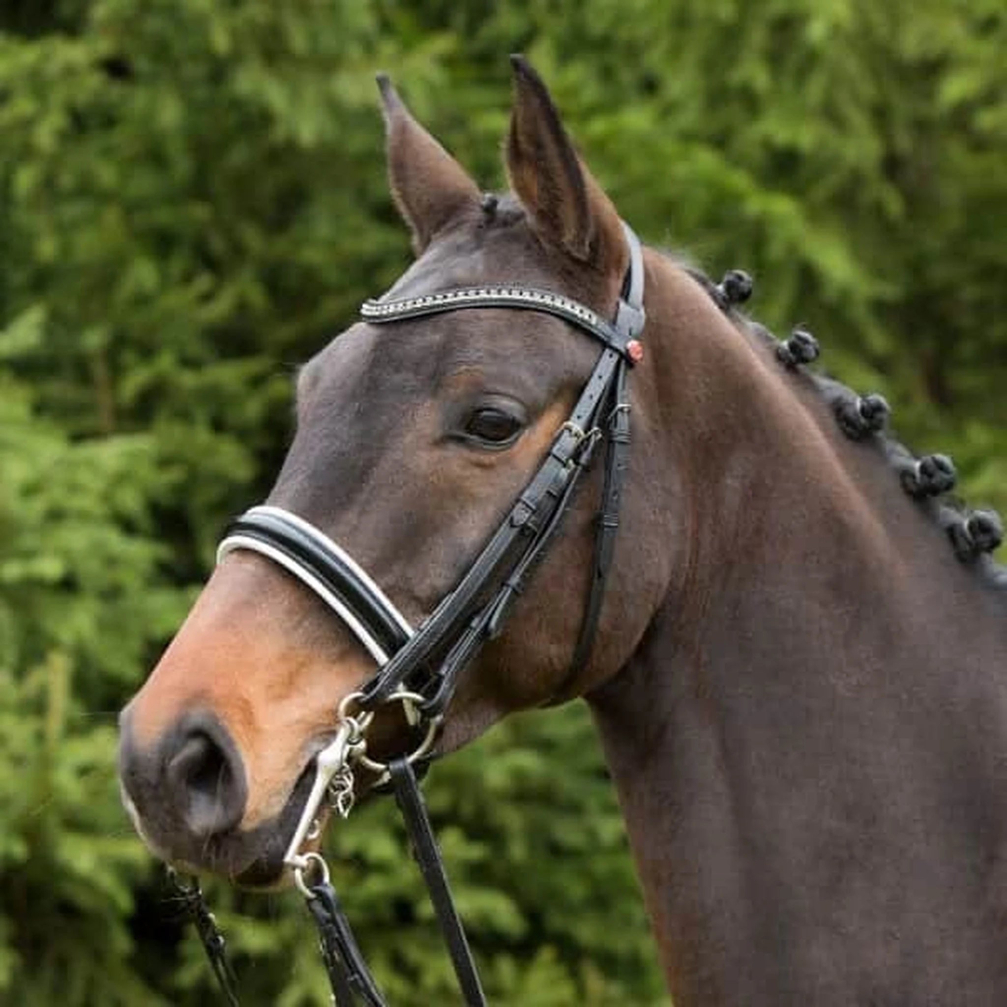 Kieffer Paris double bridle on a bay horse, close view of the noseband and bits.