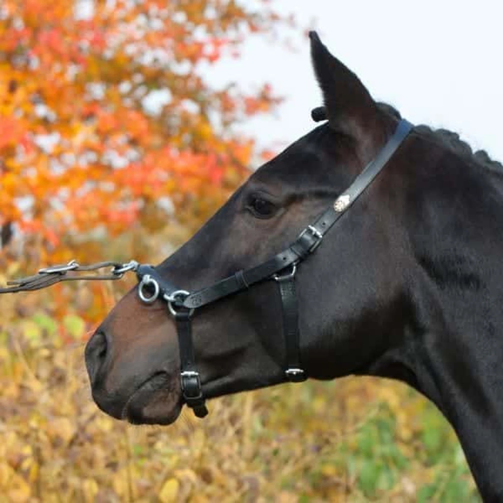 Kieffer Perfect Lunging Cavesson product photo