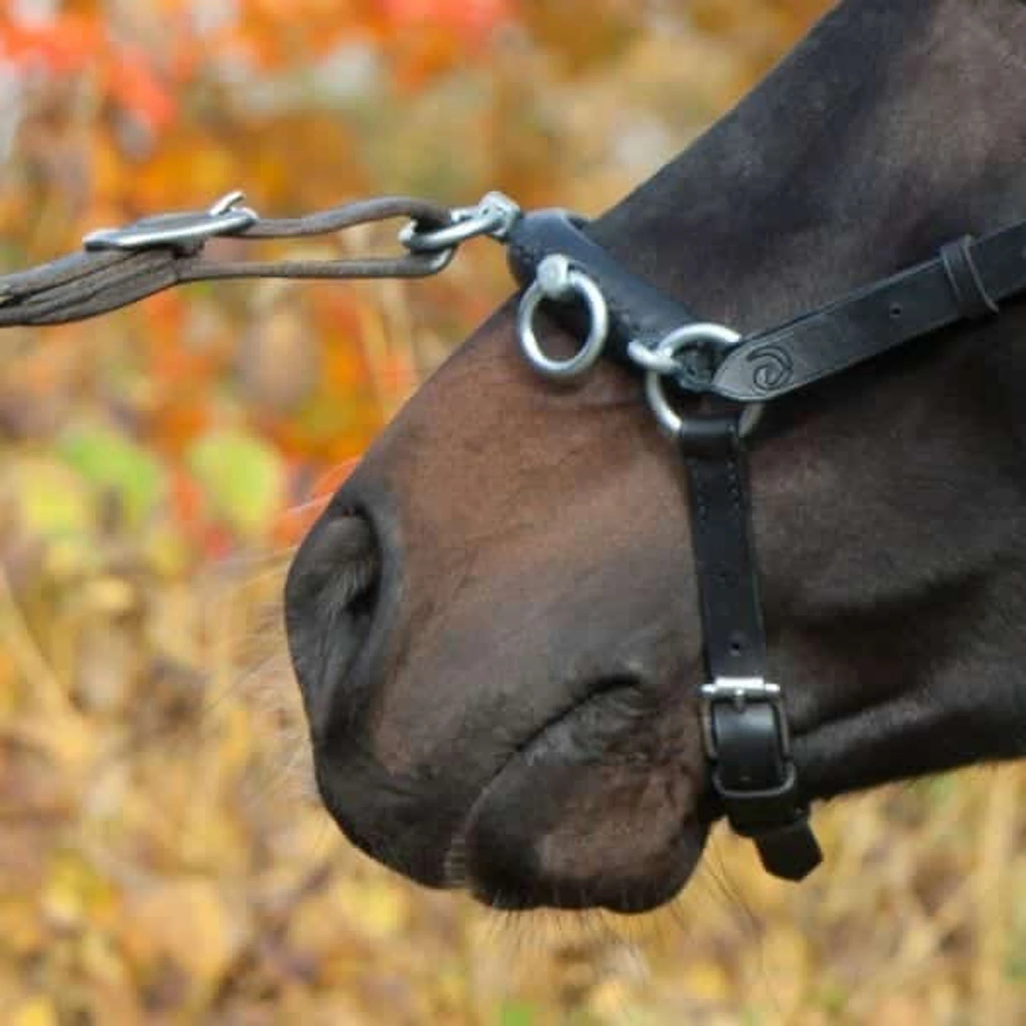 Kieffer Perfect Lunging Cavesson product photo