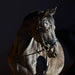 Kieffer Priya Snaffle Bridle product photo