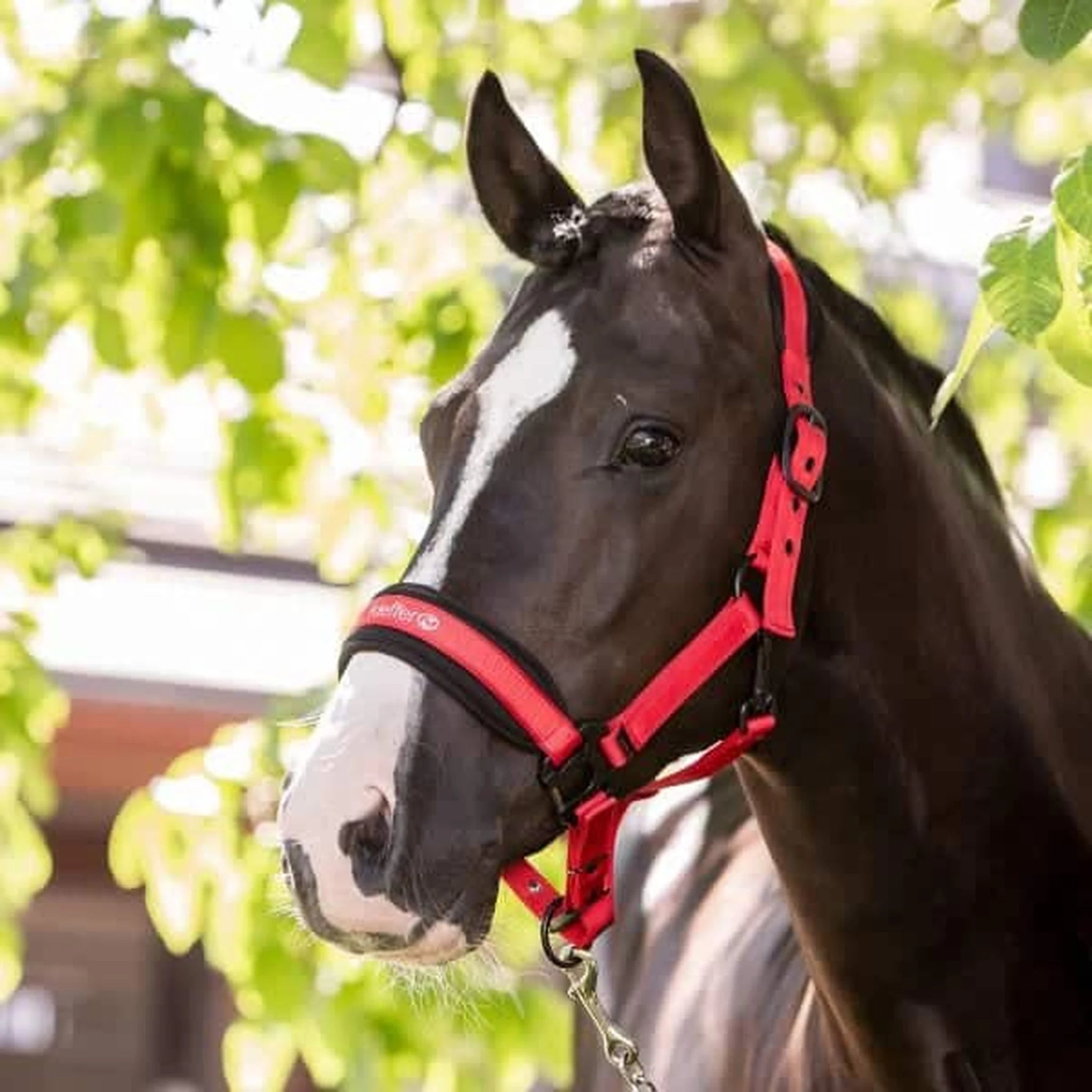Kieffer Supreme Nylon Halter product photo