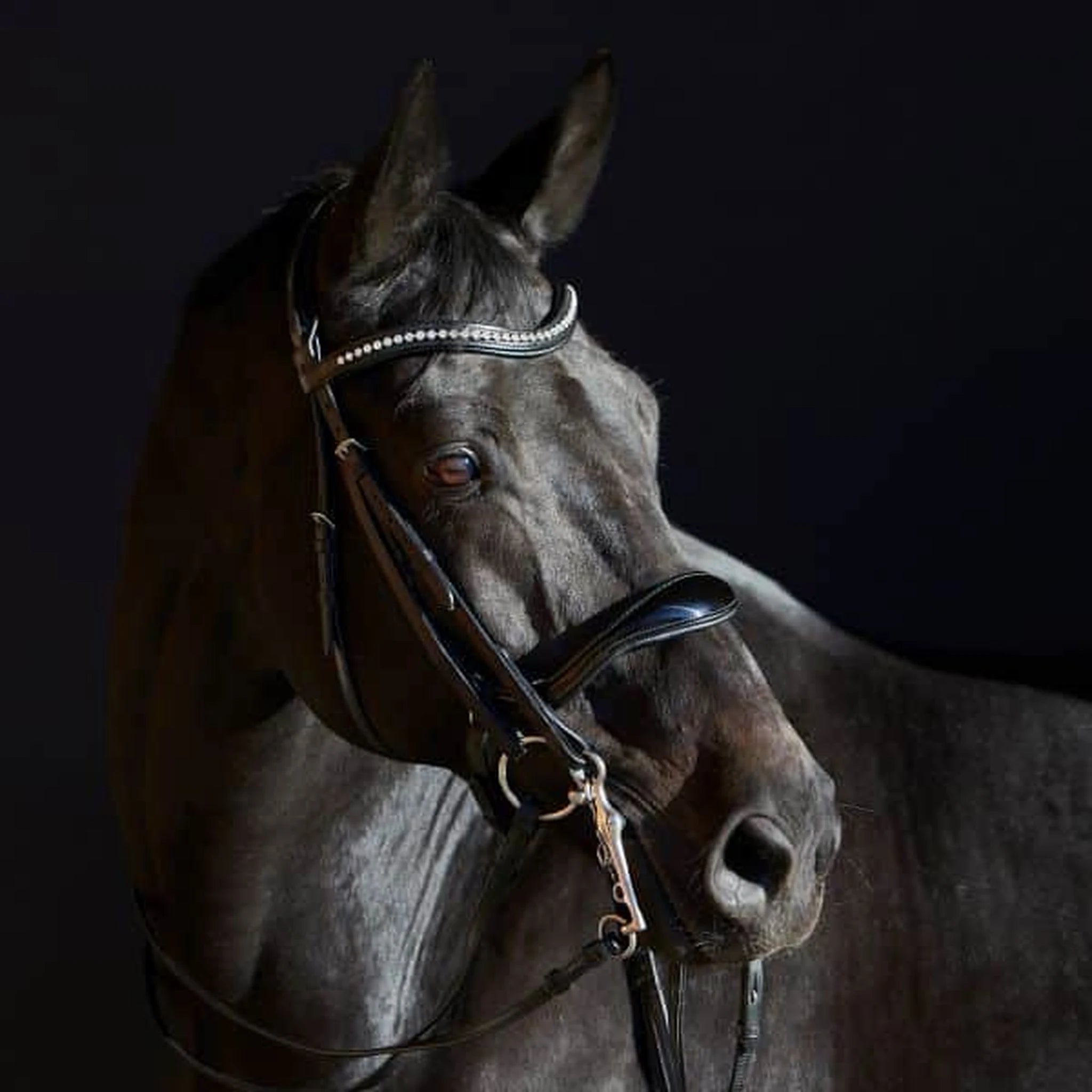 Kieffer Ultrasoft Amy Double Bridle product photo