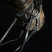 Kieffer Ultrasoft Amy Double Bridle product photo