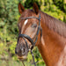 Kieffer Ultrasoft Economy II Snaffle Bridle product photo