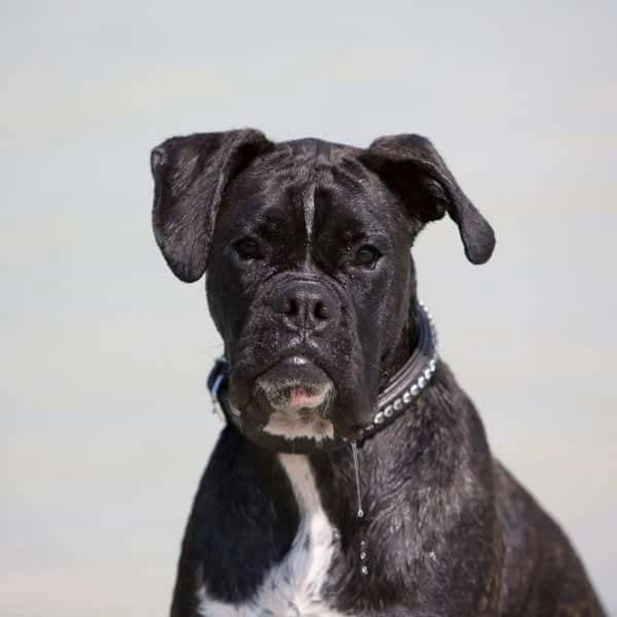Kieffer Ultrasoft Fashion Dog Collar product photo