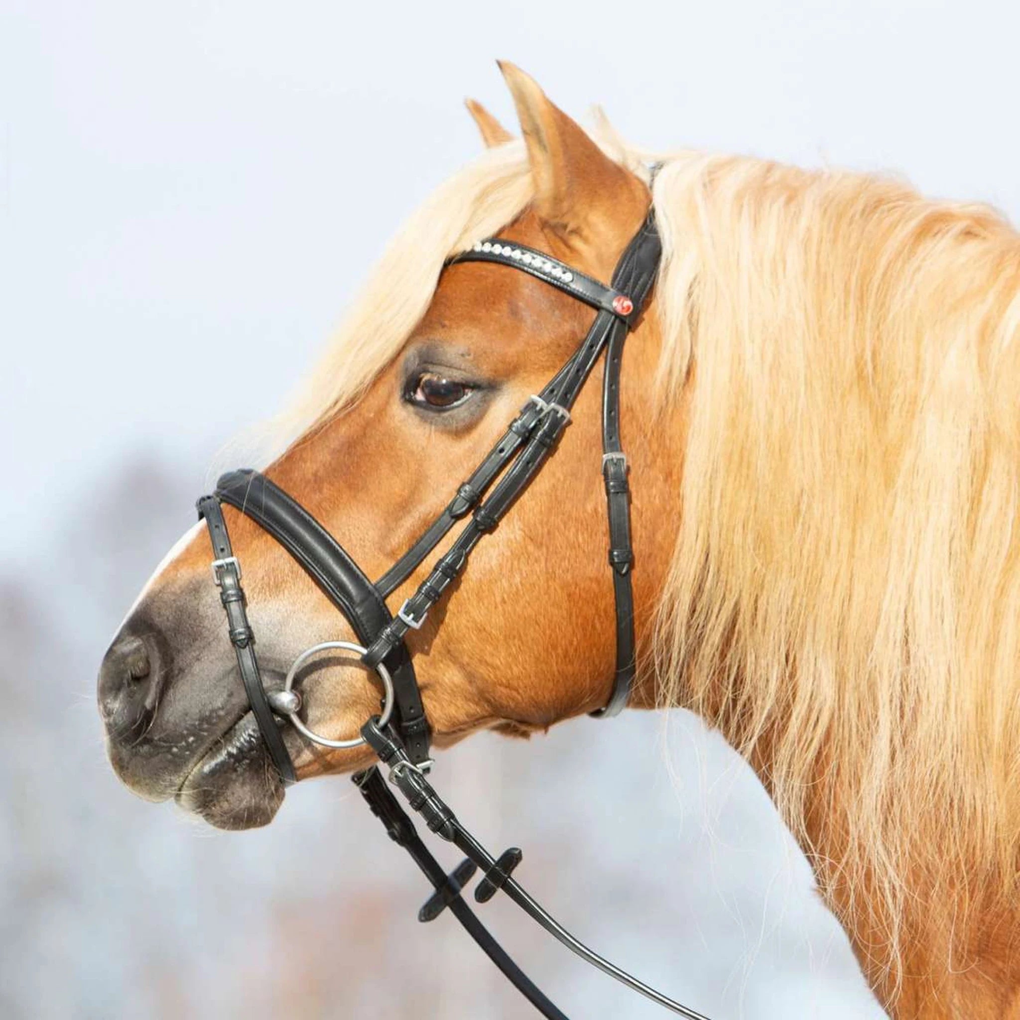 Kieffer Ultrasoft Haflinger snaffle bridle worn by a Haflinger, head in profile.