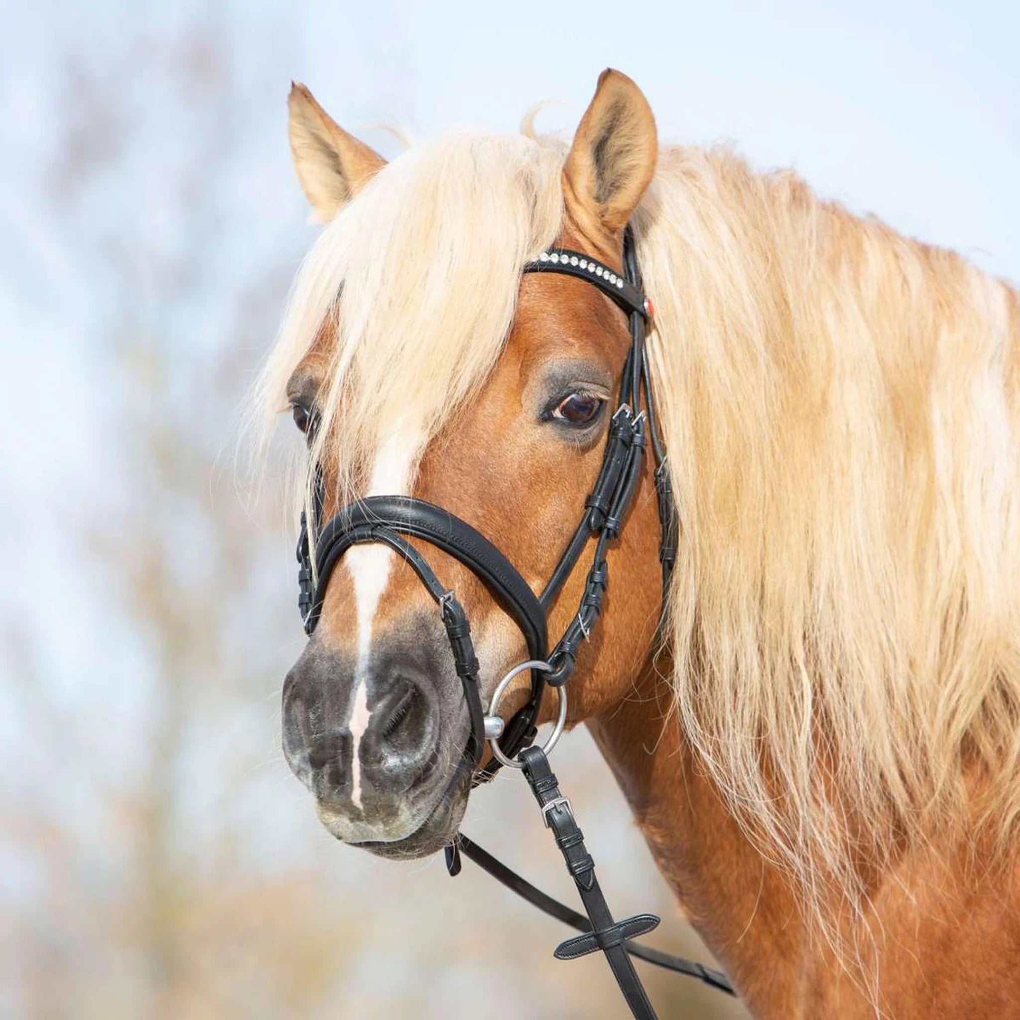 Kieffer Ultrasoft Haflinger bridle on a Haflinger, close view of the noseband.
