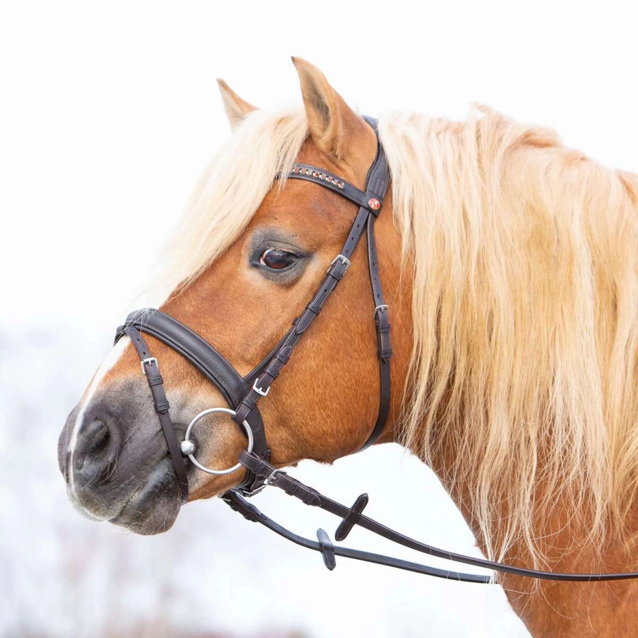 Kieffer Ultrasoft Haflinger bridle on a Haflinger seen from the front.
