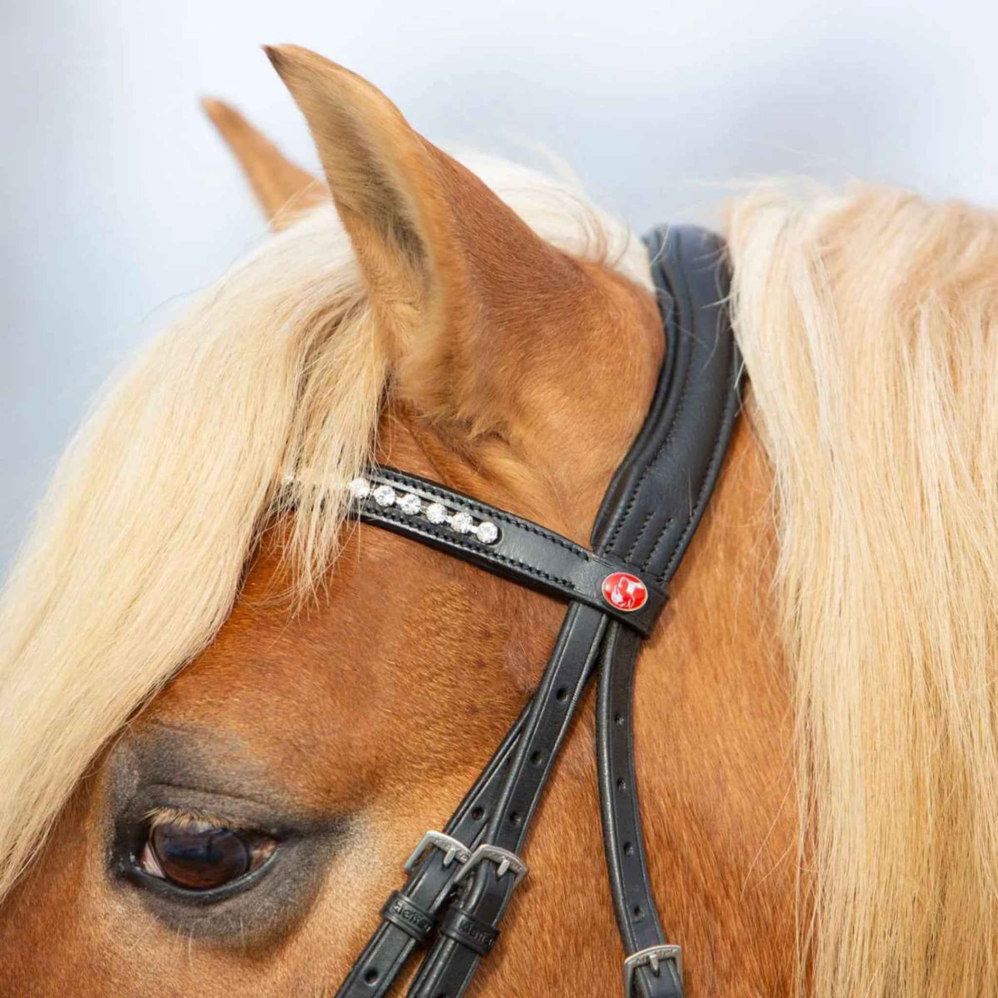 Kieffer Ultrasoft Haflinger bridle on a Haflinger, close view over the browband.