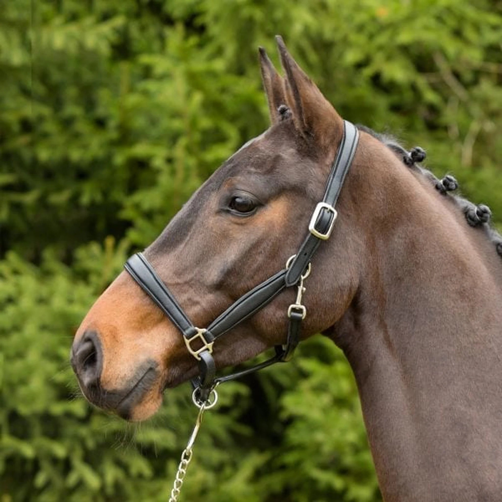 Kieffer Ultrasoft Leather Halter product photo