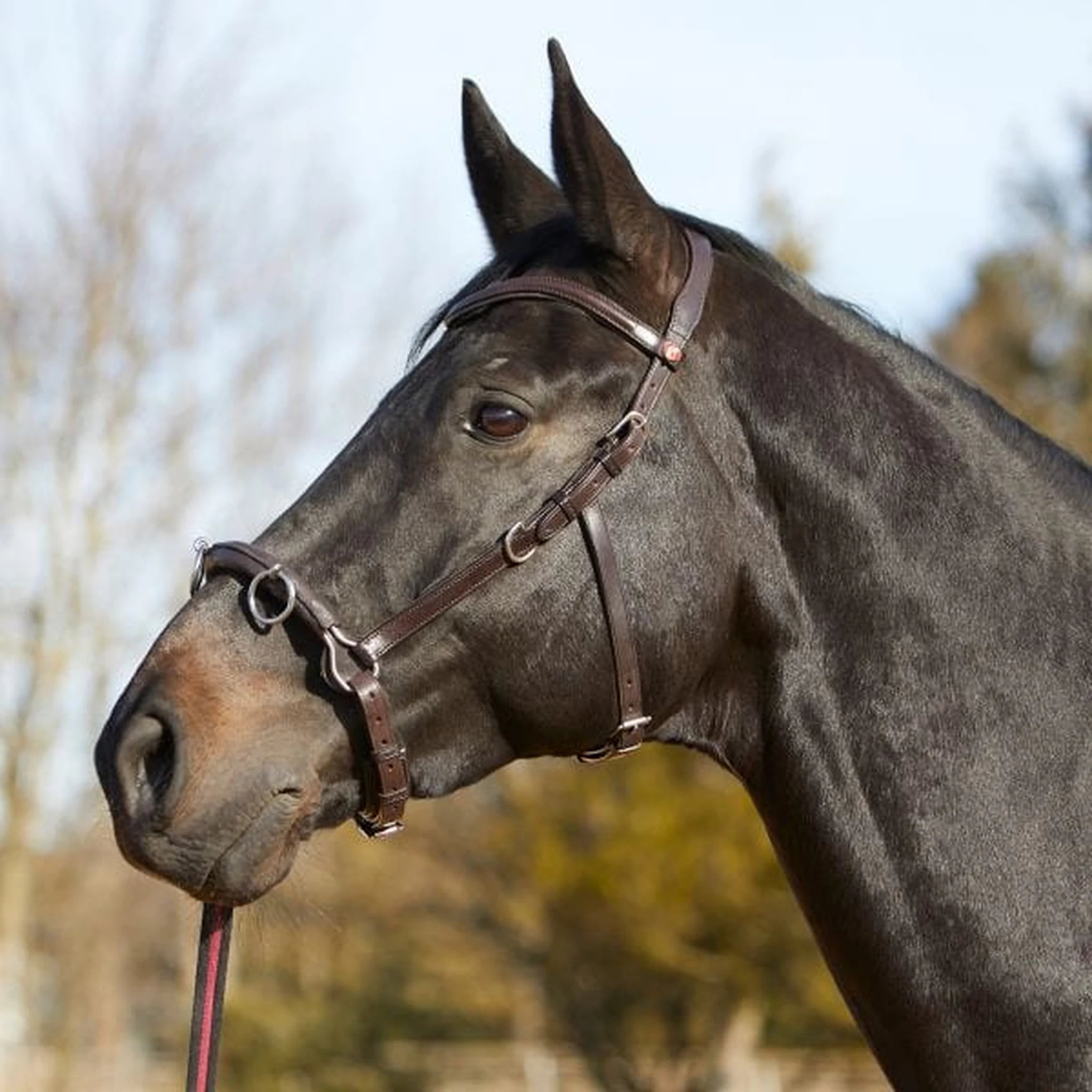Kieffer Ultrasoft Lunge and Riding Cavesson product photo