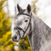 Kieffer Ultrasoft Unah Snaffle Bridle product photo