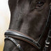 Kieffer Vera Snaffle Bridle product photo