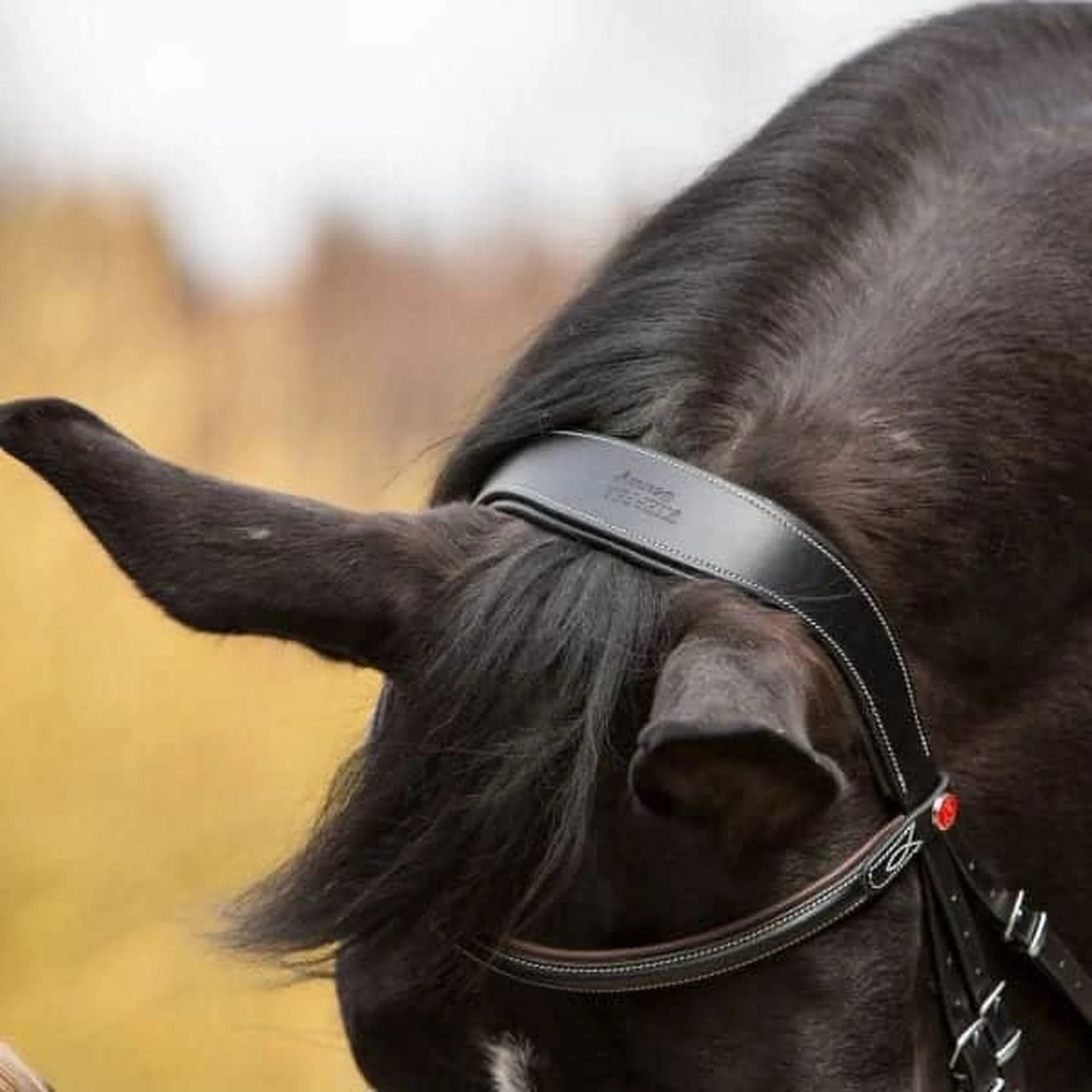 Kieffer Vera Snaffle Bridle product photo
