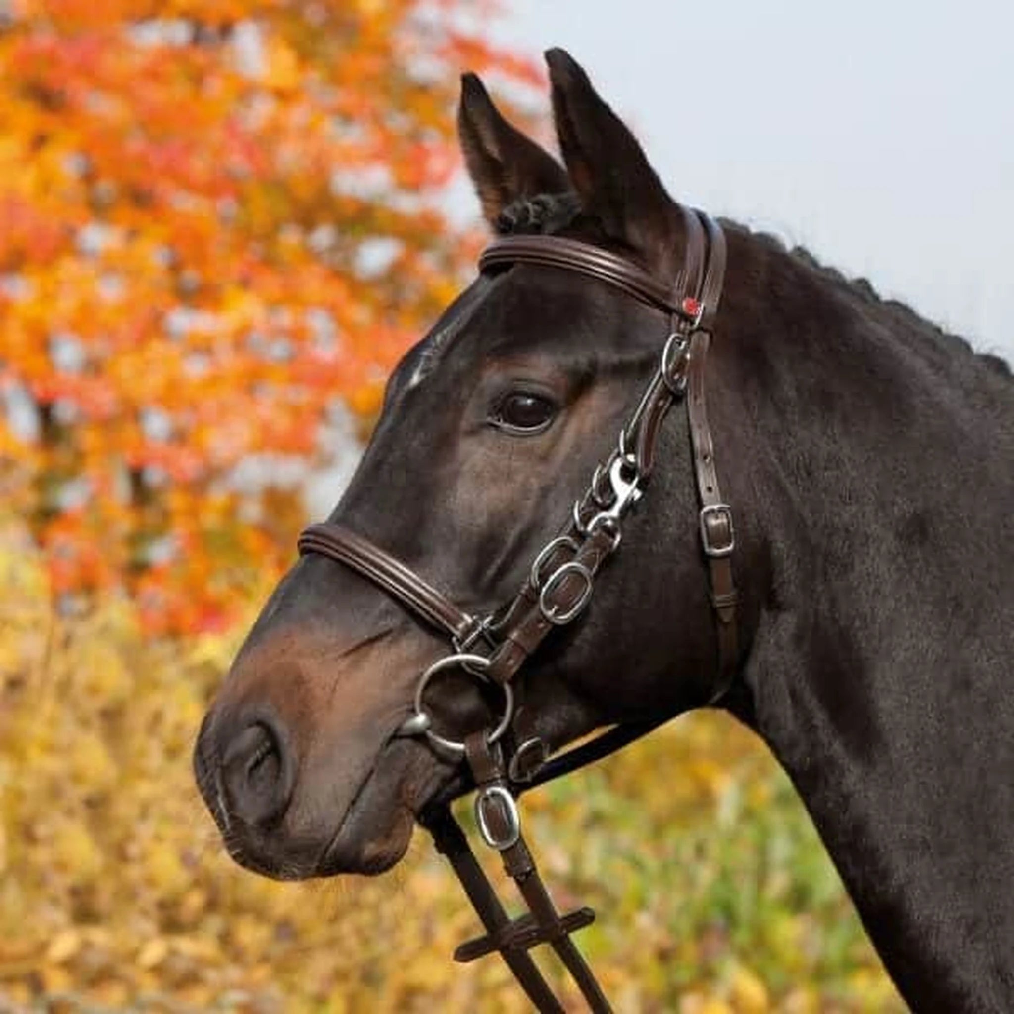 Kieffer Walking Bridle Kieffer’s Trail product photo