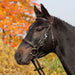 Kieffer Walking Bridle Kieffer’s Trail product photo