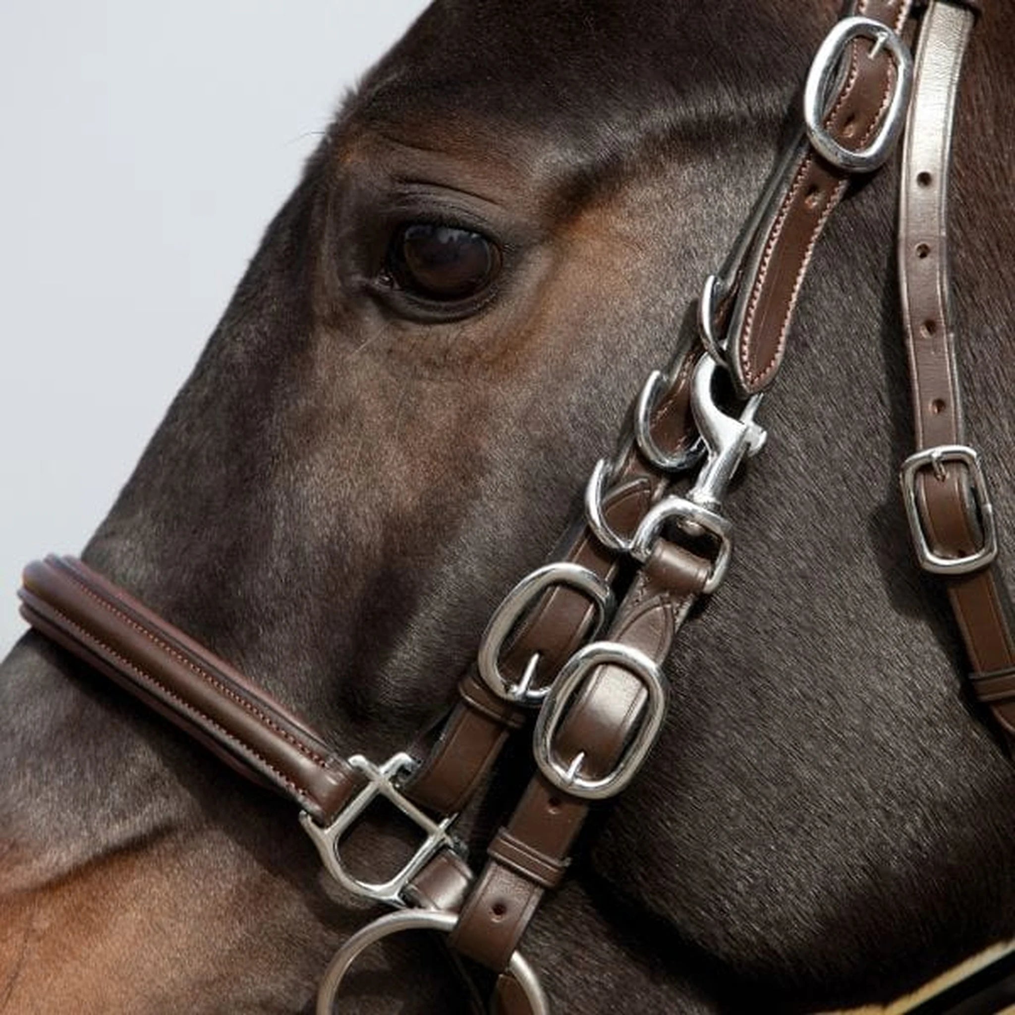 Kieffer Walking Bridle Kieffer’s Trail product photo