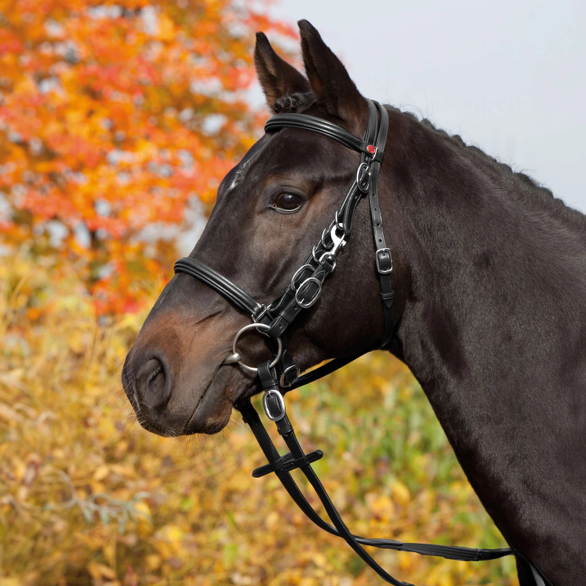 Kieffer Walking Bridle Kieffer’s Trail product photo