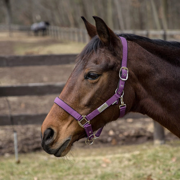 Lettia EquiFine Halter
