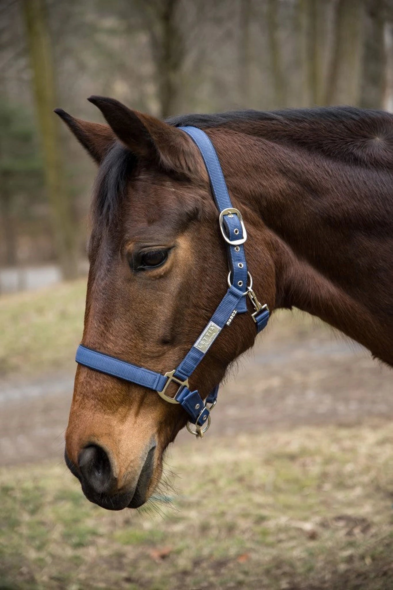 Lettia EquiFine Halter - Wine - Wine