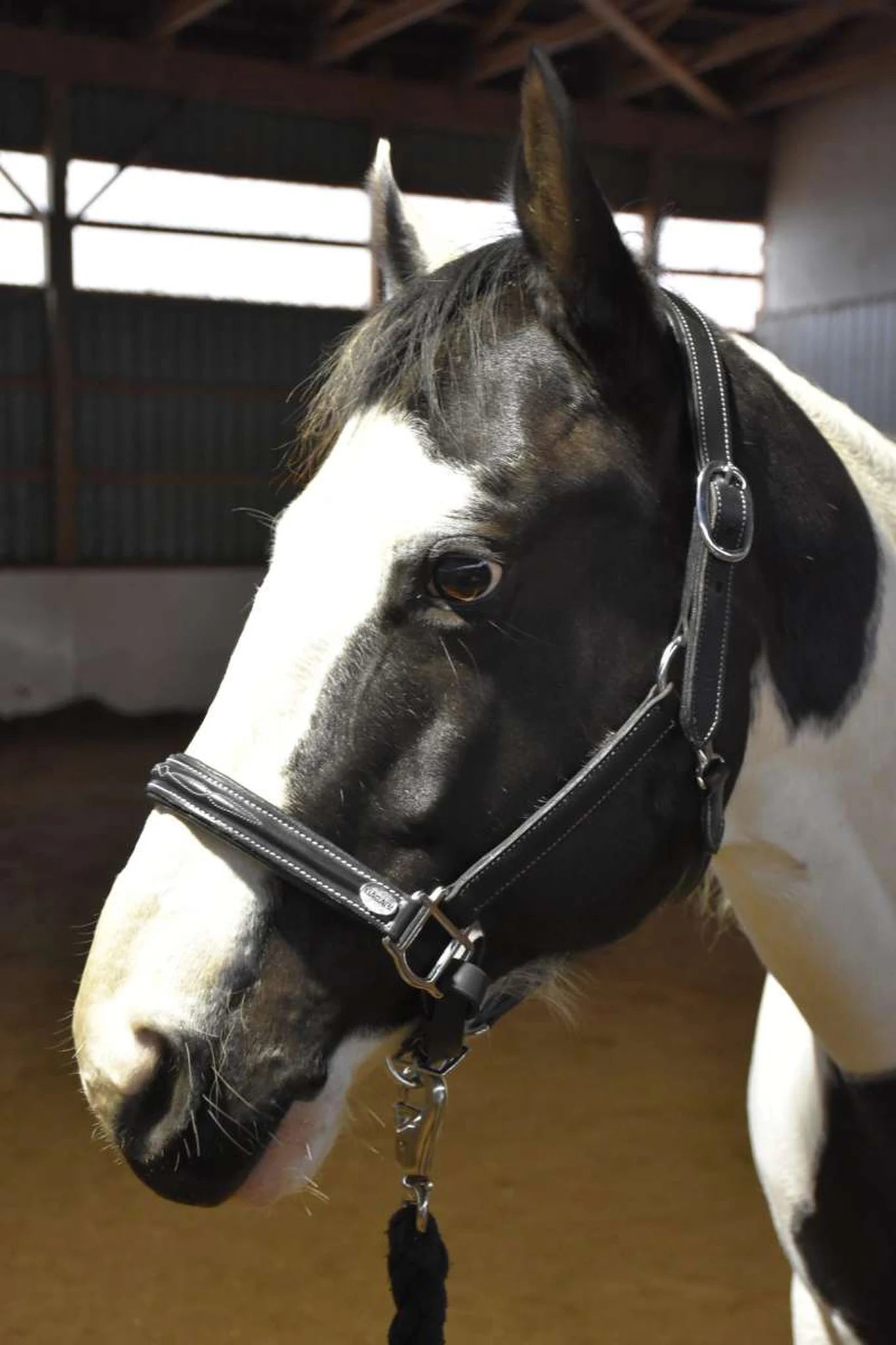 Hilbar Padded Leather Halter - Fancy Stitching product photo