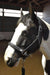 Hilbar Padded Leather Halter - Fancy Stitching product photo