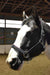Hilbar Padded Leather Halter - Black with Pink Piping product photo