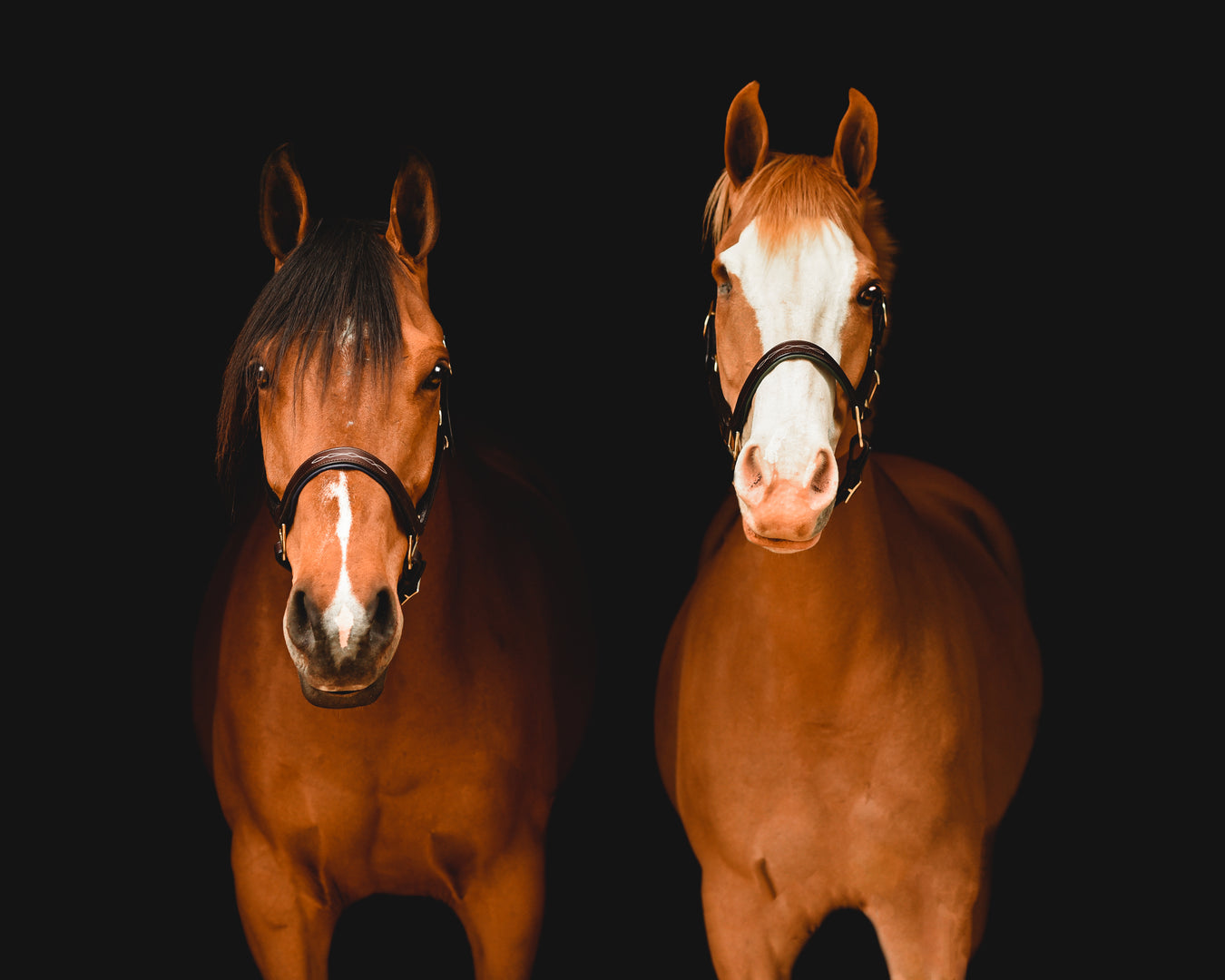 Two brown horses with white markings on a black background