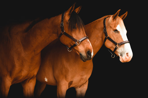 Two brown horses standing close together against a black background