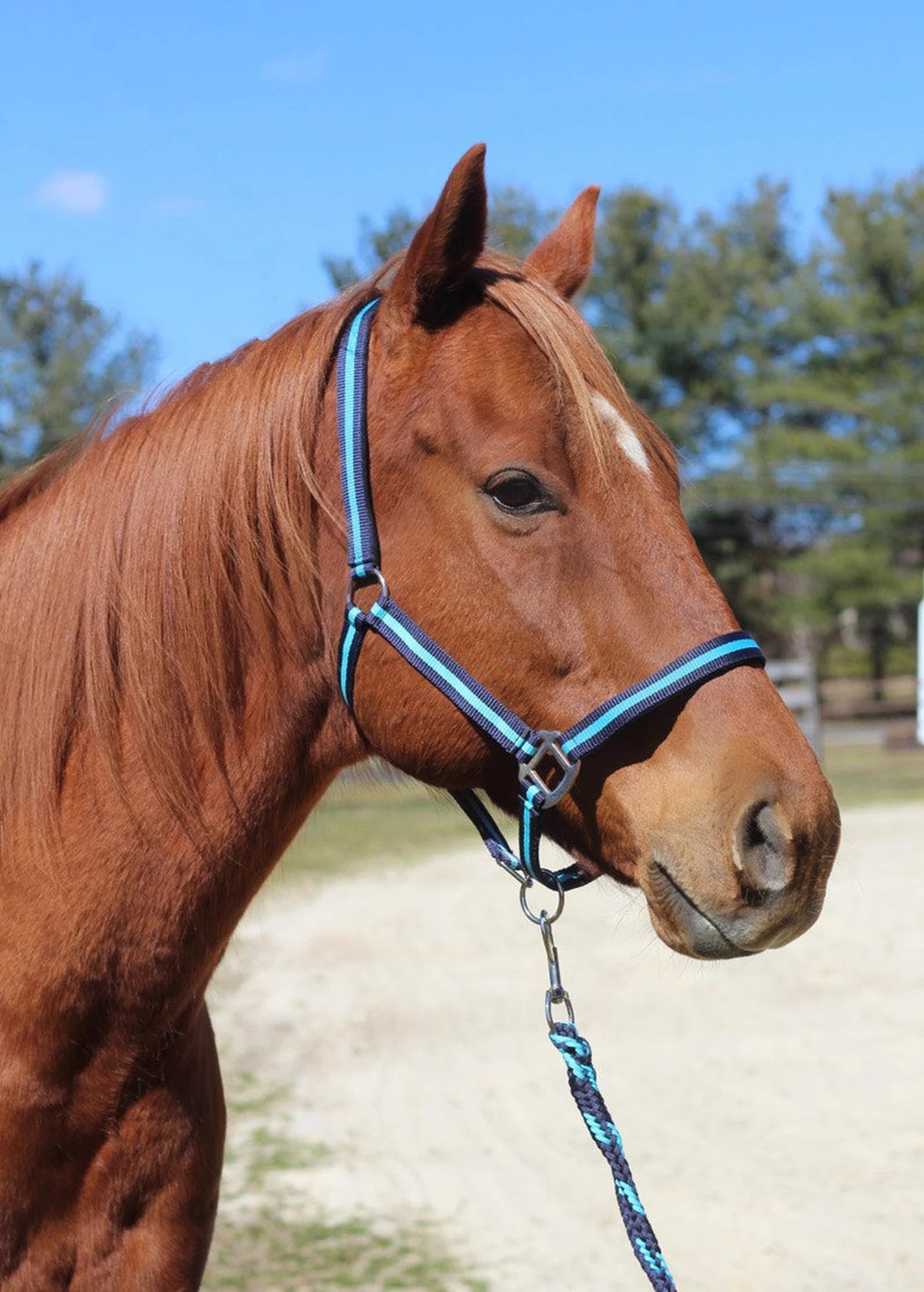 TuffRider Nylon Breakaway Halter & Lead Rope Set - Navy/Neon BLue