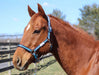 TuffRider Nylon Breakaway Halter & Lead Rope Set