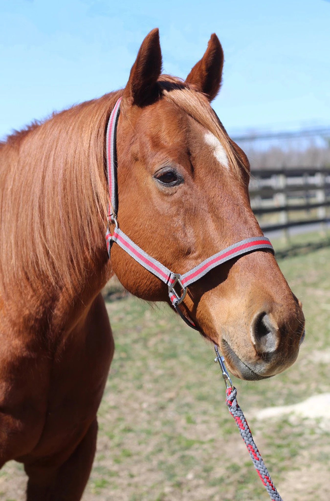 TuffRider Nylon Breakaway Halter & Lead Rope Set - Grey/Red