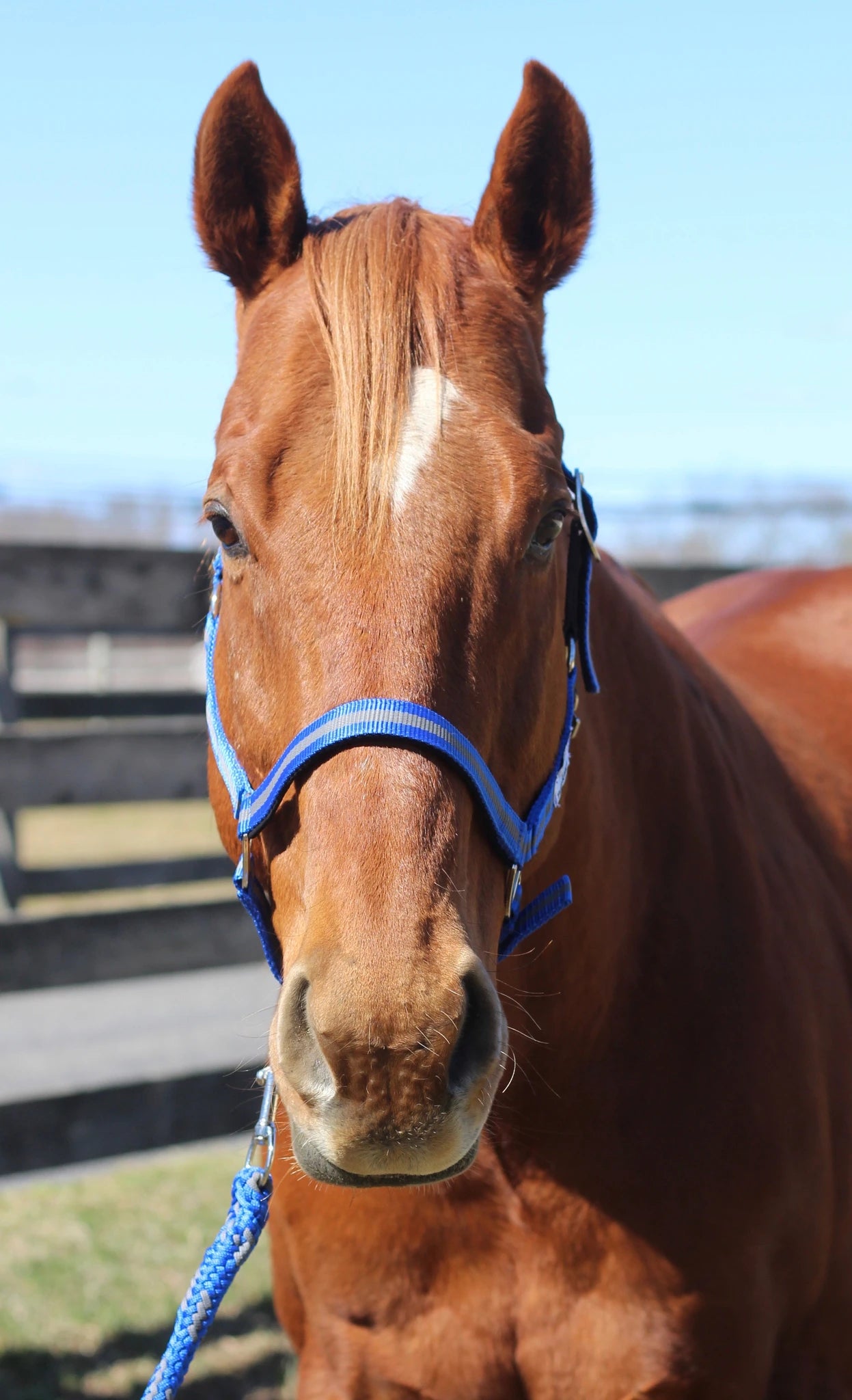 TuffRider Nylon Breakaway Halter & Lead Rope Set - Neon Blue/Grey