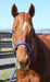 TuffRider Nylon Breakaway Halter & Lead Rope Set - Neon Blue/Grey